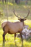 Roosevelt Elk