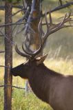 Roosevelt Elk