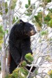 A roadside bear stops more traffic