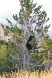 ...her 2 cubs were high up in a neighbouring tree