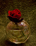 Single Red Rose.jpg