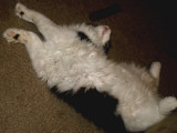 12-7-2012  Charlie Yoga Pose.jpg