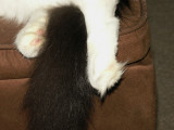 1-23-2013 Maine Coon Cat Tail and Feet.jpg