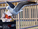 Gull With Mc Donalds Bag.jpg