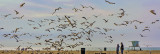 Gulls in Flight Feeding 3-21-13 8 W.jpg