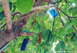 cellphones in the tree