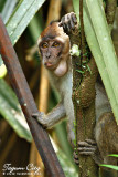 Wild  monkeys, Hijo Plantation Estate