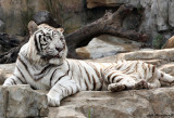 White Tiger