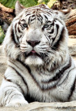 White Tiger