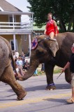 Carden International Elephants - Vickie and Betty (6).jpg