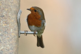 European robin