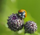 ladybug / lieveheersbeestje / Nijmegen
