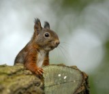 Eekhoorn / Squirrel / Hof van Twente