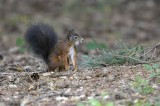 Eekhoorn / Squirrel / Hapert