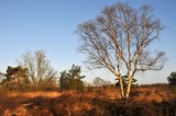 Engbersdijksvenen
