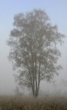 Haaksbergerveen