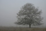 Haaksbergerveen
