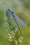 Watersnuffel / Common Blue Damselfly / Haaksbergerveen