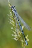 Watersnuffel / Common Blue Damselfly / Haaksbergerveen