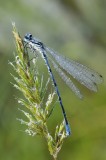 Watersnuffel / Common Blue Damselfly / Haaksbergerveen