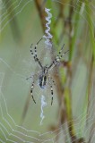 Wespenspin / Wasp Spider / Aamsveen
