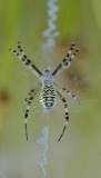 Wespenspin / Wasp Spider / Aamsveen