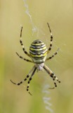 Wespenspin / Wasp Spider / Aamsveen