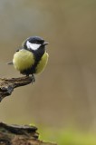 Koolmees / Great Tit / Hof van Twente