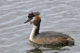 Fuut / Great Crested Grebe / Bloemendaal