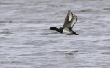 Kuifeend / Tufted Duck / Bloemendaal