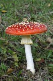 Vliegenzwam / Fly Agaric