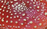 Vliegenzwam / Fly Agaric