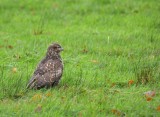 Buizerd / Common Buzzard / Lonnekermeer (Hengelo)
