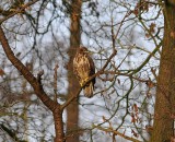 Buizerd / Common Buzzard / Lonnekermeer (Hengelo)