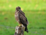 Buizerd / Common Buzzard / Lonnekermeer (Hengelo)