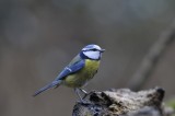 Pimpelmees / European Blue Tit / Hof van Twente