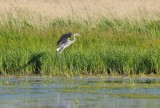 Blauwe Reiger / Grey Heron / AWD