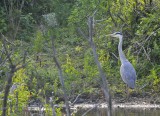 Blauwe Reiger / Grey Heron / AWD