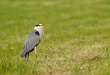 Blauwe Reiger / Grey Heron / Utrecht