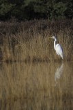 Grote Zilverreiger / Western Great Egret / Losser