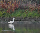 Grote Zilverreiger / Western Great Egret / Retentiegebied Hengelo