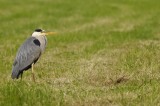 Blauwe Reiger / Grey Heron / Utrecht