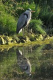 Blauwe Reiger / Grey Heron / AWD