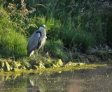 Blauwe Reiger / Grey Heron / AWD