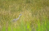 Blauwe Reiger / Grey Heron / AWD