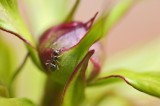 Mier op Pioenroos / Eigen tuin