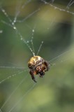 Spin in web / Aamsveen