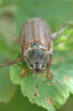 Meikever / Ruinen