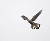 Torenvalk / Common Kestrel / Nijmegen