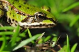 Kikker / Frog / Hengelo